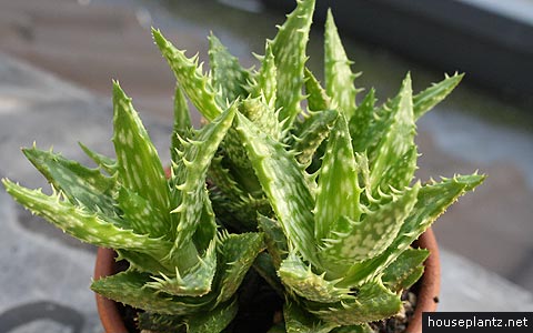 آلوئه جوونا